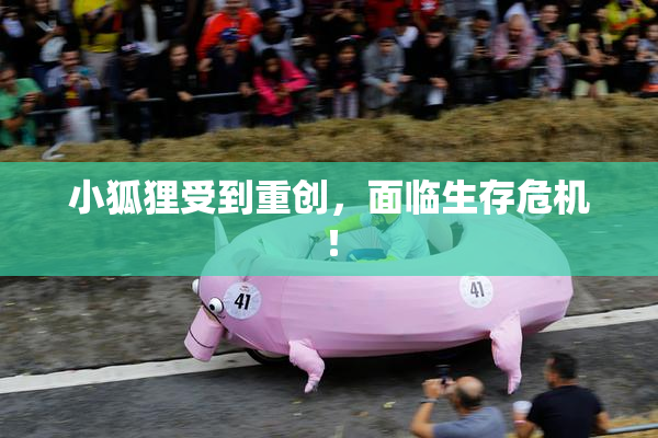 小狐狸受到重创，面临生存危机！
