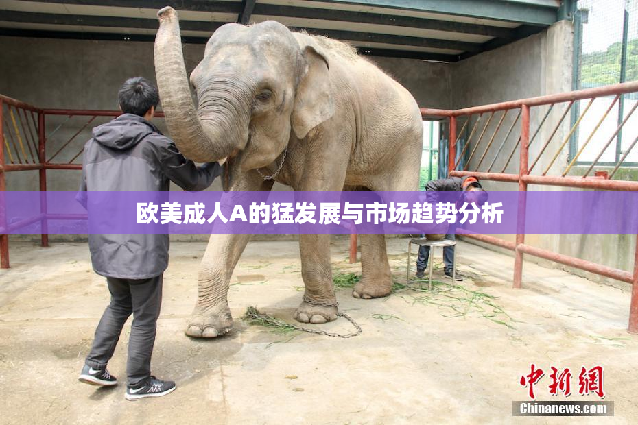 欧美成人A的猛发展与市场趋势分析