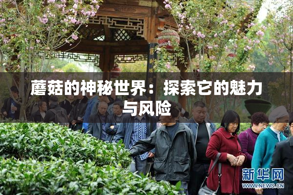 蘑菇的神秘世界：探索它的魅力与风险