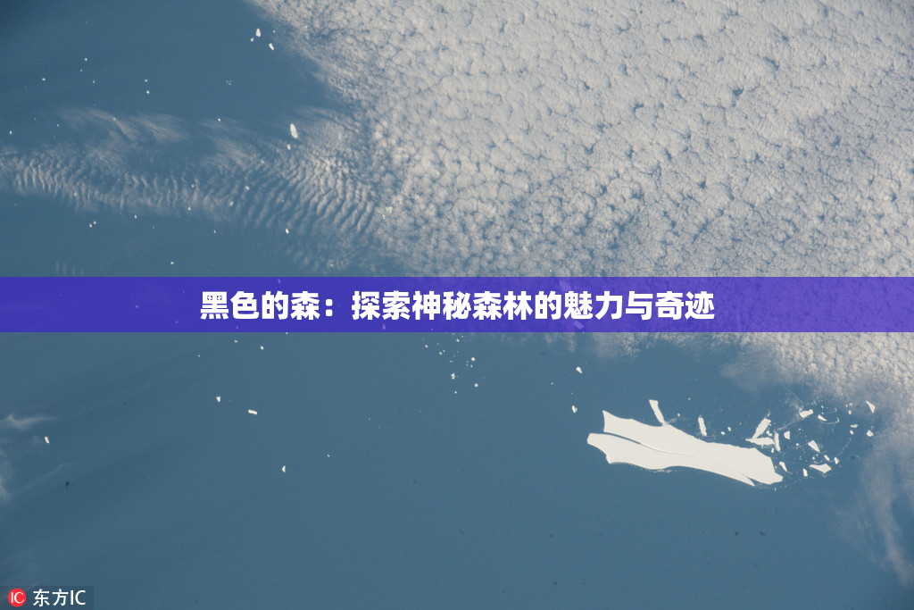 黑色的森：探索神秘森林的魅力与奇迹