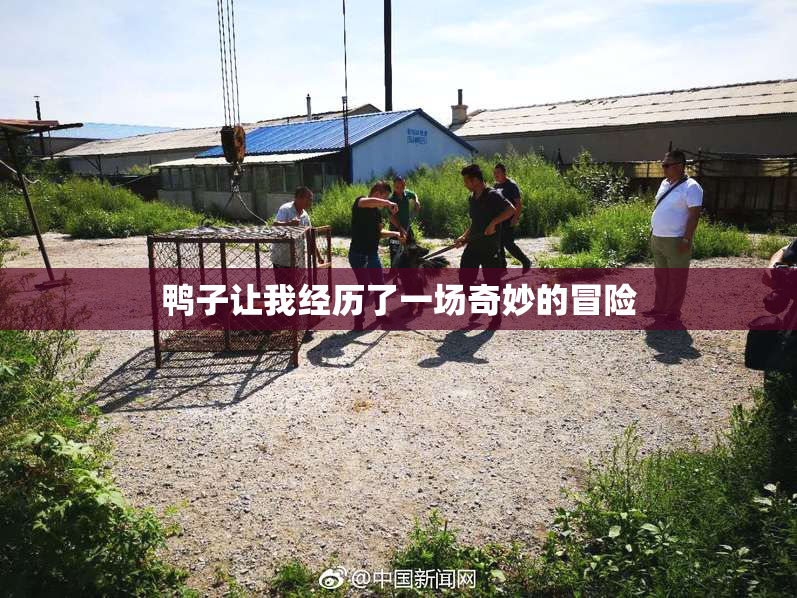 鸭子让我经历了一场奇妙的冒险