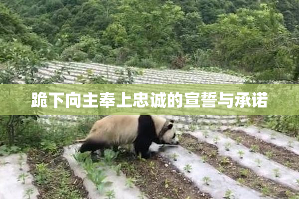 跪下向主奉上忠诚的宣誓与承诺