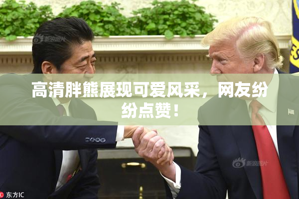 高清胖熊展现可爱风采，网友纷纷点赞！