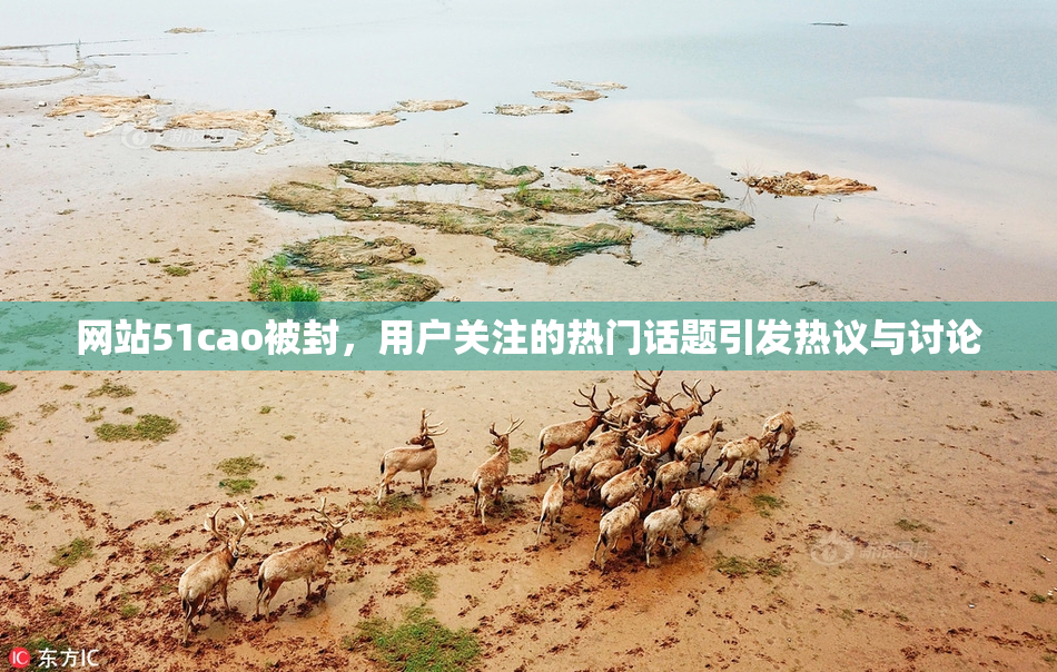 网站51cao被封，用户关注的热门话题引发热议与讨论