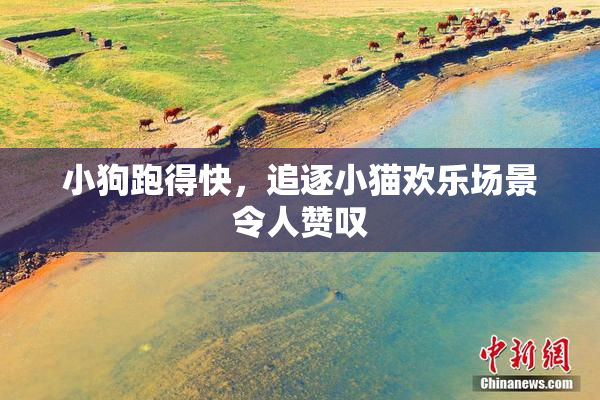 小狗跑得快，追逐小猫欢乐场景令人赞叹