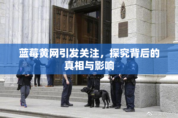 蓝莓黄网引发关注，探究背后的真相与影响