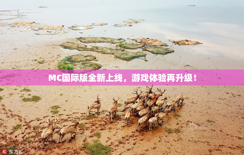MC国际版全新上线，游戏体验再升级！