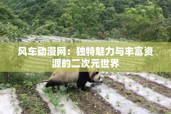 风车动漫网：独特魅力与丰富资源的二次元世界