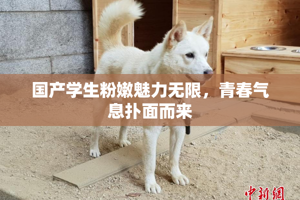 国产学生粉嫩魅力无限，青春气息扑面而来