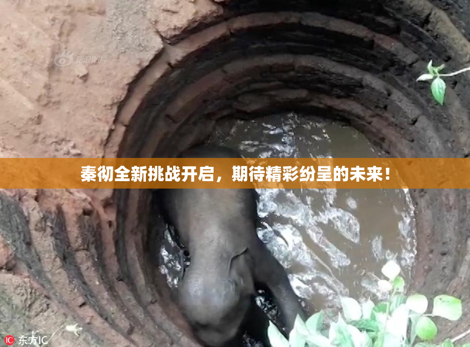 秦彻全新挑战开启，期待精彩纷呈的未来！