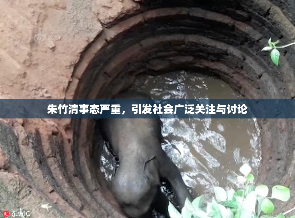 朱竹清事态严重，引发社会广泛关注与讨论