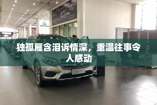 独孤雁含泪诉情深，重温往事令人感动