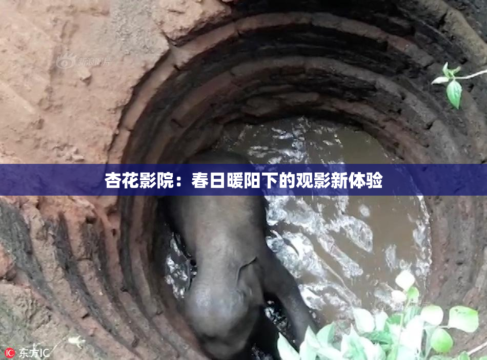 杏花影院：春日暖阳下的观影新体验