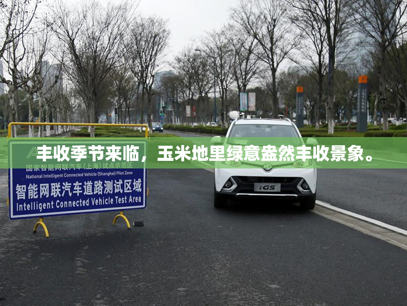 丰收季节来临，玉米地里绿意盎然丰收景象。