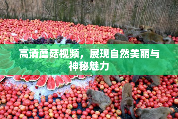 高清蘑菇视频，展现自然美丽与神秘魅力