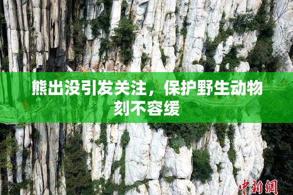 熊出没引发关注，保护野生动物刻不容缓