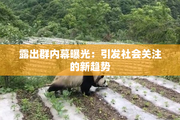 露出群内幕曝光：引发社会关注的新趋势