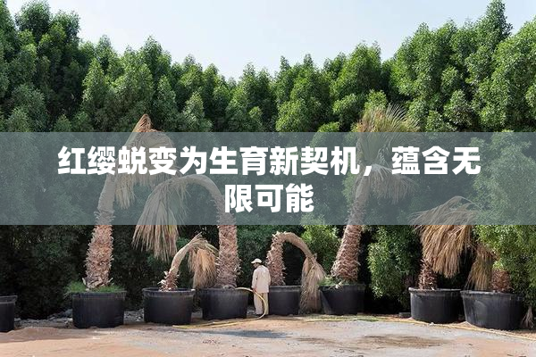 红缨蜕变为生育新契机，蕴含无限可能