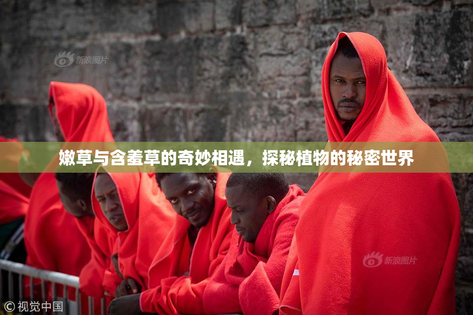 嫩草与含羞草的奇妙相遇，探秘植物的秘密世界