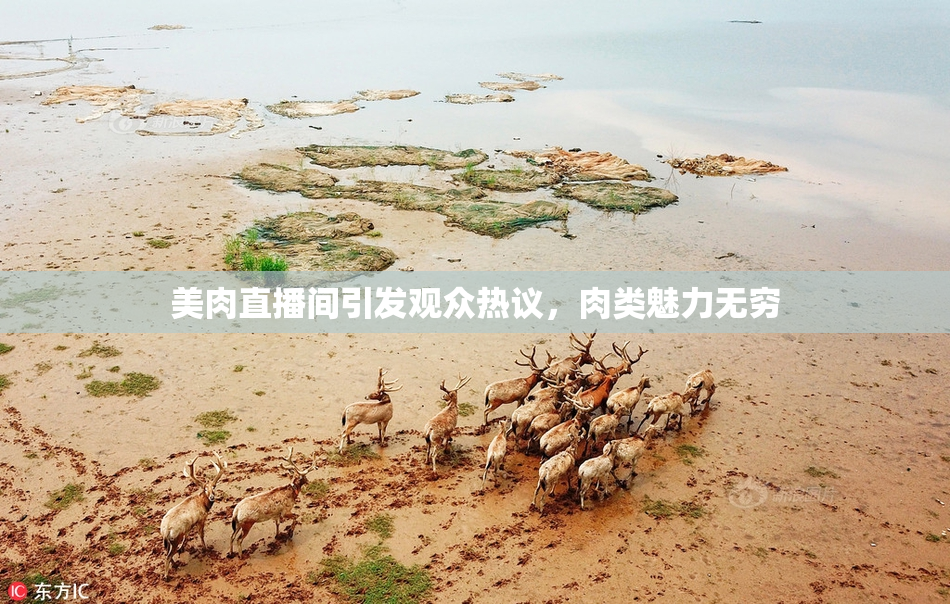 美肉直播间引发观众热议，肉类魅力无穷