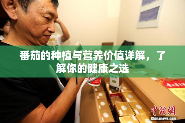 番茄的种植与营养价值详解，了解你的健康之选