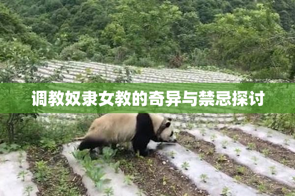 调教奴隶女教的奇异与禁忌探讨