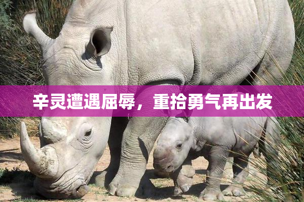 辛灵遭遇屈辱，重拾勇气再出发