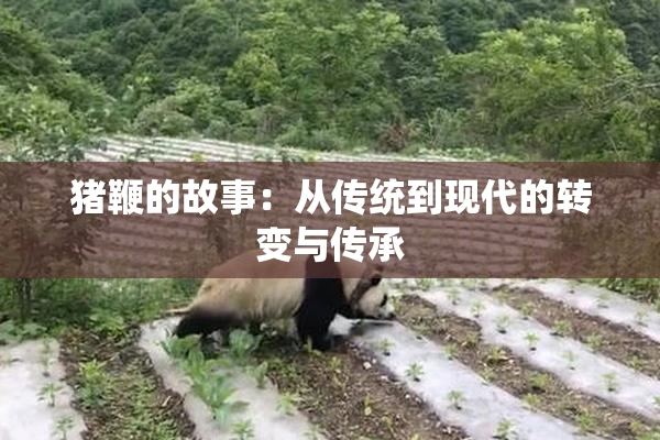 猪鞭的故事：从传统到现代的转变与传承