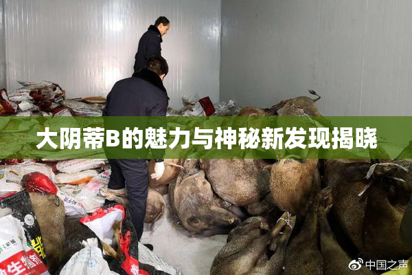 大阴蒂B的魅力与神秘新发现揭晓