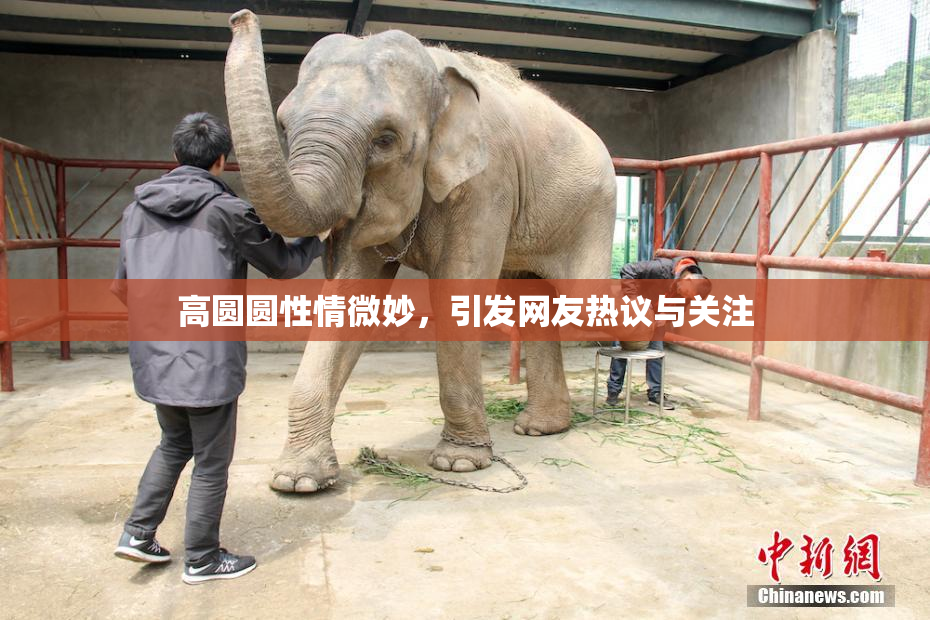 高圆圆性情微妙，引发网友热议与关注