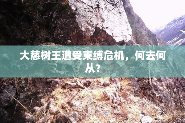 大慈树王遭受束缚危机，何去何从？