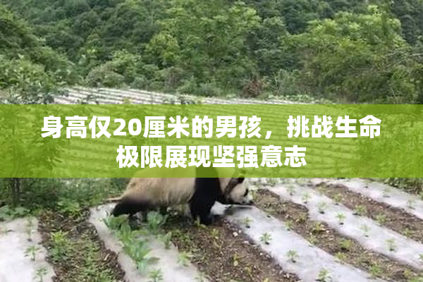 身高仅20厘米的男孩，挑战生命极限展现坚强意志