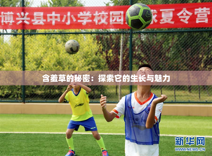 含羞草的秘密：探索它的生长与魅力