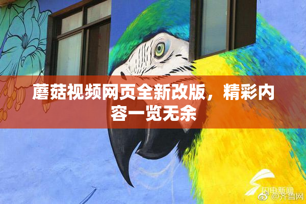 蘑菇视频网页全新改版，精彩内容一览无余