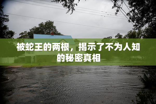 被蛇王的两根，揭示了不为人知的秘密真相