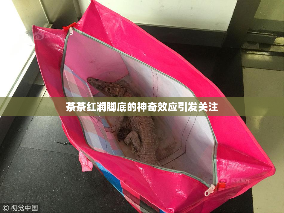 茶茶红润脚底的神奇效应引发关注