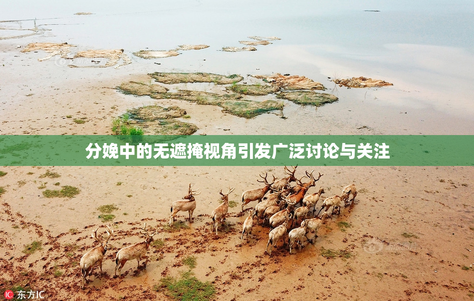 分娩中的无遮掩视角引发广泛讨论与关注