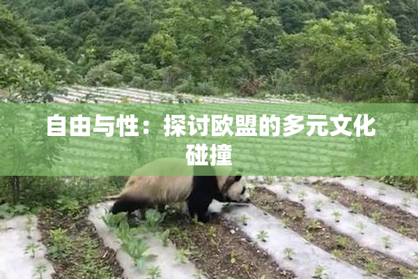 自由与性：探讨欧盟的多元文化碰撞
