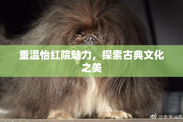 重温怡红院魅力，探索古典文化之美
