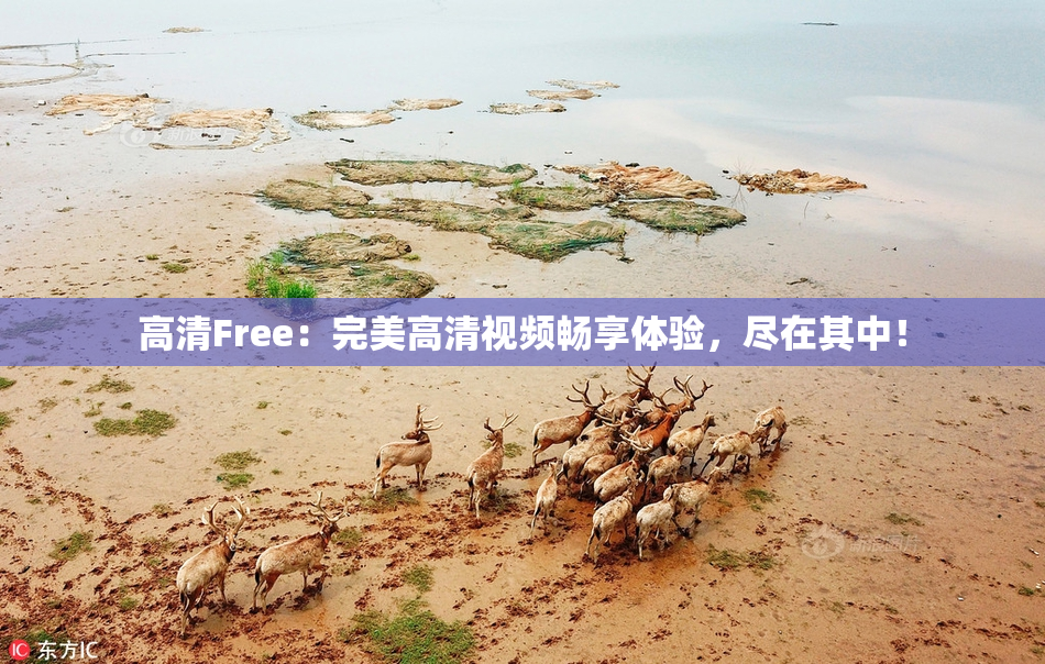 高清Free：完美高清视频畅享体验，尽在其中！