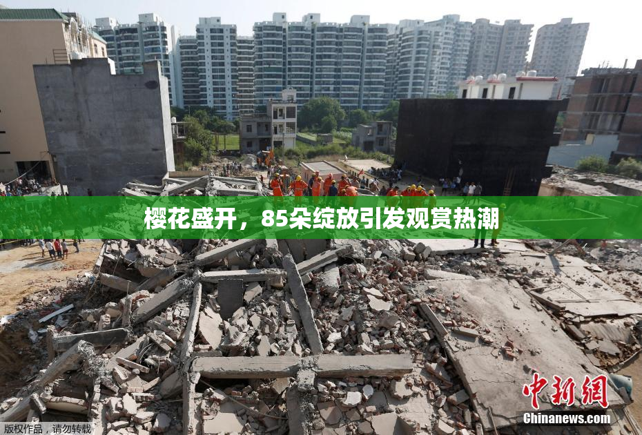 樱花盛开，85朵绽放引发观赏热潮