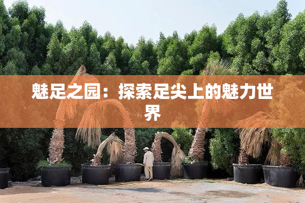 魅足之园：探索足尖上的魅力世界