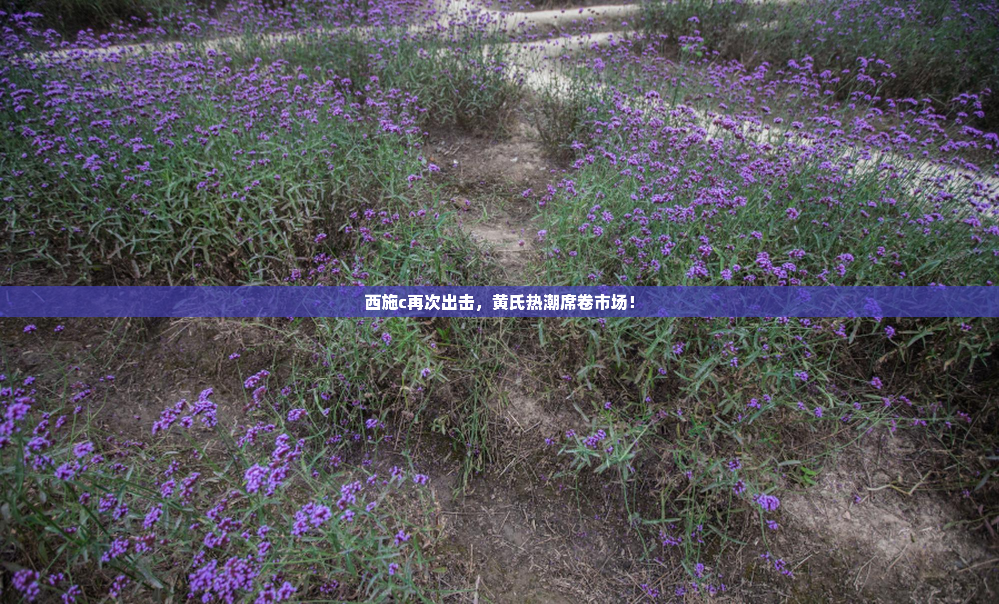 西施c再次出击，黄氏热潮席卷市场！