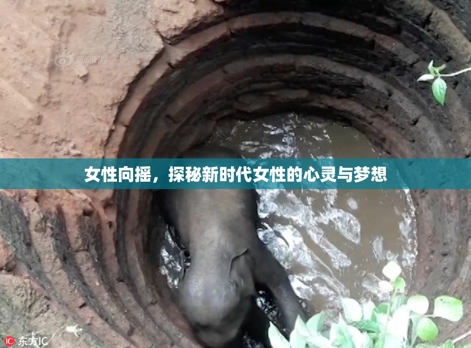 女性向摇，探秘新时代女性的心灵与梦想