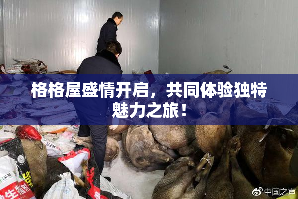 格格屋盛情开启，共同体验独特魅力之旅！