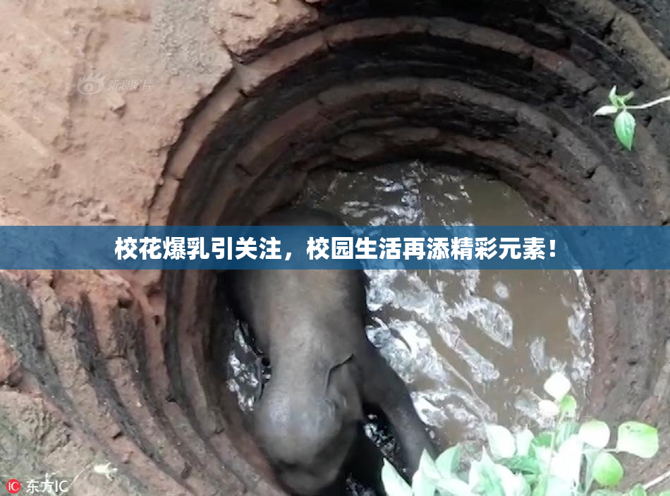 校花爆乳引关注，校园生活再添精彩元素！