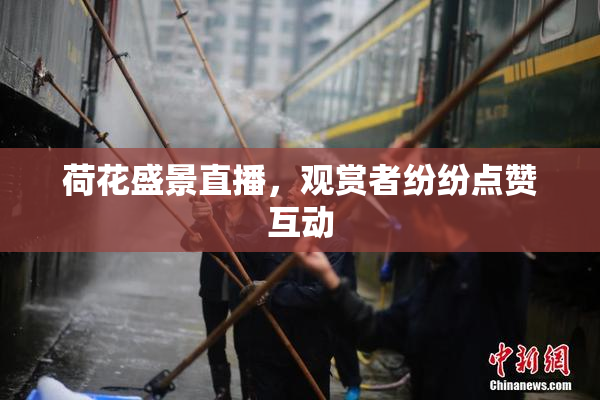 荷花盛景直播，观赏者纷纷点赞互动