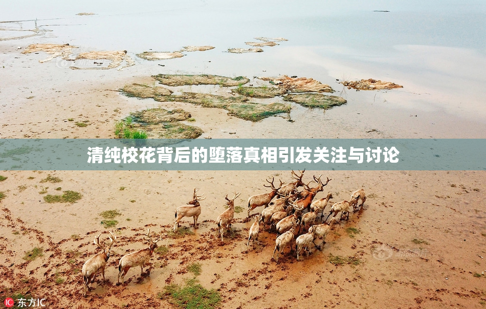 清纯校花背后的堕落真相引发关注与讨论