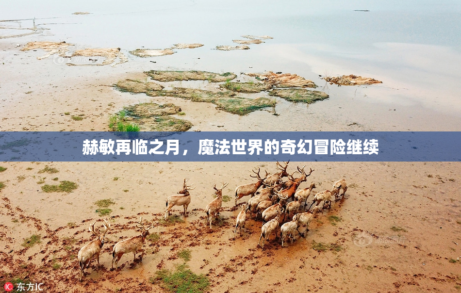 赫敏再临之月，魔法世界的奇幻冒险继续