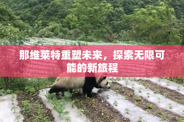 那维莱特重塑未来，探索无限可能的新旅程
